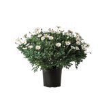 SEZONSKA RASTLINA MARJETICA