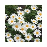 MARJETKA VOLMARY AMIS COLOURS L12