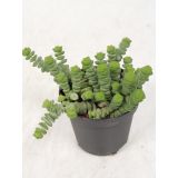 KRASULA MARNIERIANA L12