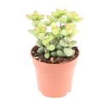 KRASULA MARNIERIANA L12