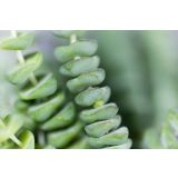 KRASULA MARNIERIANA L12