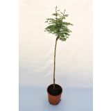 IGLAVEC METASEKVOJA 'HAMLET'S BROOM' L24