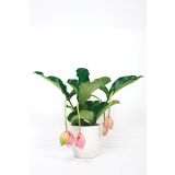 MEDENILA MAGNIFICA L17