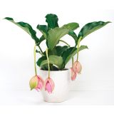 MEDENILA EKSOTIČNA PRINCESA L14