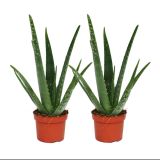 MEDITERANSKE RASTLINE ALOE L12
