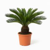 MEDITERANSKE RASTLINE CIKAS "PALMA" (JAPONSKI SAGOVEC) L24 CM
