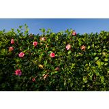 MEDITERANSKE RASTLINE JAPONSKA KAMELIJA L24 V60