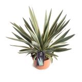 MEDITERANSKE RASTLINE JUKA L23