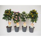 MEDITERANSKE RASTLINE LANTANA NA STEBLU MIX L19
