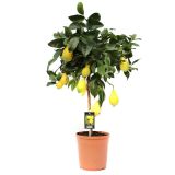 MEDITERANSKE RASTLINE LIMONA L22 CM