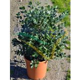 MEDITERANSKE RASTLINE NOVOZELANDSKO BOŽIČNO DREVO L19