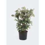 MEDITERANSKE RASTLINE NOVOZELANDSKO BOŽIČNO DREVO L22