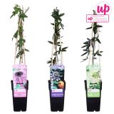 MEDITERANSKE RASTLINE PASIJONKA L15