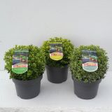 MEDITERANSKE RASTLINE PITTOSPORUM TENUIFOLIUM KROGLA L23 CM