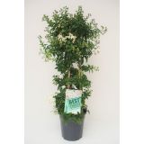 MEDITERANSKE RASTLINE SOLANUM JASMINOIDES L17