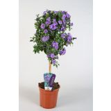 MEDITERANSKE RASTLINE SOLANUM RANTONETTI NA STEBLU L19