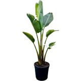 MEDITERANSKE RASTLINE STRELICIJA AUGUSTA