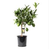 MEDITERANSKE RASTLINE ZELENA LIMETA L22 CM