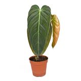 FILODENDRON MELANOCHRYUM L12