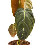 FILODENDRON MELANOCHRYUM L12