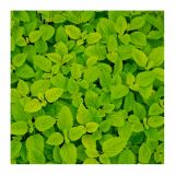 MELISA VOLMARY CITRONSKA META RELAX L12