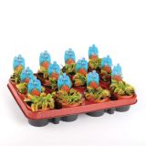 MESOJEDKA MUHOLOVKA MUSCIPULA L9