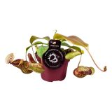 MESOJEDKA NEPENTHES L12 CM