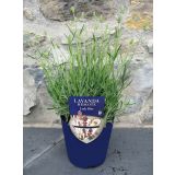 META SIVKA "LADY BLUE" L14