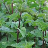 META VOLMARY PIPERITA MULTIMENTHA L12 PEKOČA