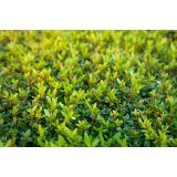 MIRTA MICROPHYLLA NA STEBLU L15