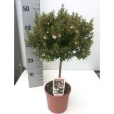 MIRTA MICROPHYLLA NA STEBLU L15