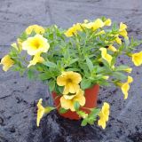 SEZONSKA RASTLINA MILIJON ZVONČK MIX L10