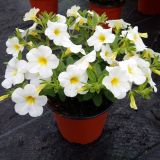 SEZONSKA RASTLINA MILIJON ZVONČK MIX L10