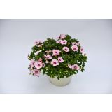 SEZONSKA RASTLINA MILIJON ZVONČK MIX L10