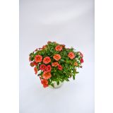 SEZONSKA RASTLINA MILIJON ZVONČK MIX L10