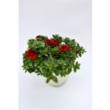 SEZONSKA RASTLINA MILIJON ZVONČK MIX L10