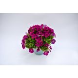 SEZONSKA RASTLINA MILIJON ZVONČK MIX L10