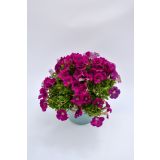 SEZONSKA RASTLINA MILIJON ZVONČK MIX L10