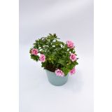 SEZONSKA RASTLINA MILIJON ZVONČK MIX L10