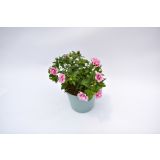 SEZONSKA RASTLINA MILIJON ZVONČK MIX L10