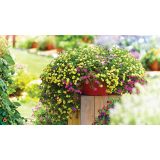 MILJON ZVONČEK VOLMARY CALITA COLOURS V. L12