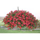 MILJON ZVONČEK VOLMARY CALITA COLOURS V. L12