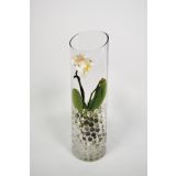 ORHIDEJA MINI MIX L6