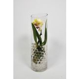 ORHIDEJA MINI MIX L6