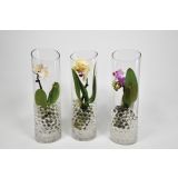 ORHIDEJA MINI MIX L6