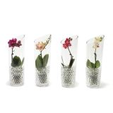 ORHIDEJA MINI MIX L6