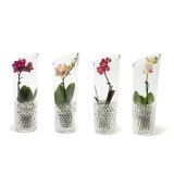 ORHIDEJA MINI MIX L6