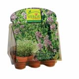 VRTNARSKI PRIPOMOČEK VERDE VIVO MINI RASTLINJAK ZELIŠČA