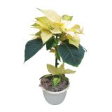 BOŽIČNA ZVEZDA MINI STEBLO 12 CM