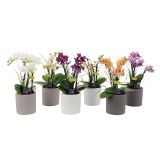 ORHIDEJA MINIFLORA MIX 5 BARV L7